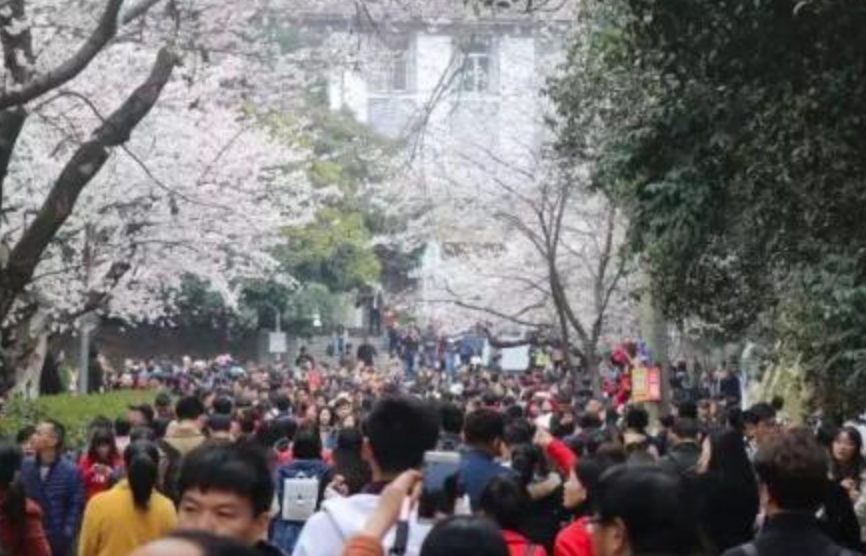 武大赏樱网上预约一票难求 都是黄牛软件代抢惹的祸