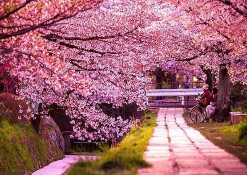 清明国内赏花游指数：700多景区优惠 价格仅日本五分之一