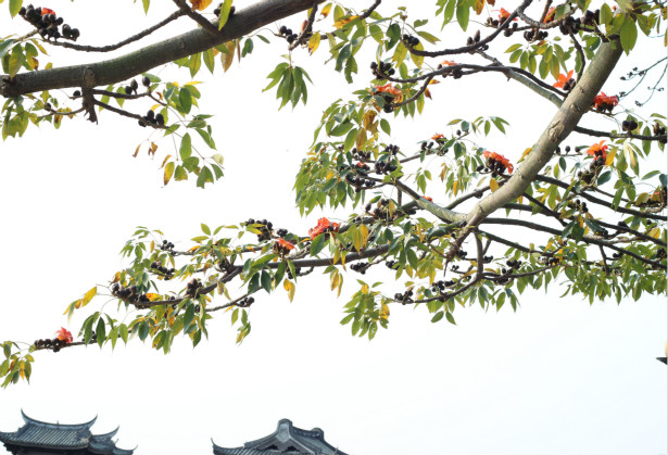 华侨城签约潮州 投资建设北部五镇生态文旅产业新城