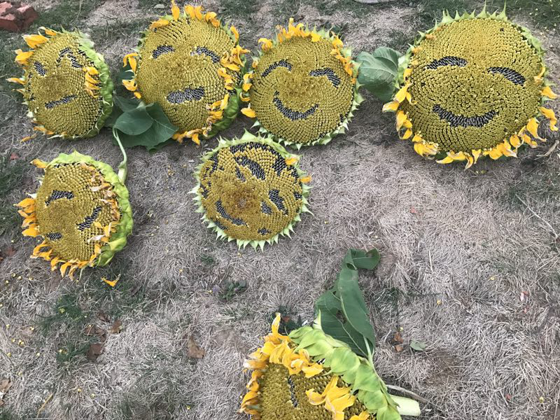 秋收时节  媒体访问团探访陌上花开