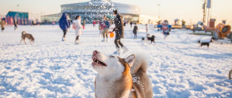 “虚胖”的中国滑雪市场：七成玩家不回头 前车之鉴引担忧