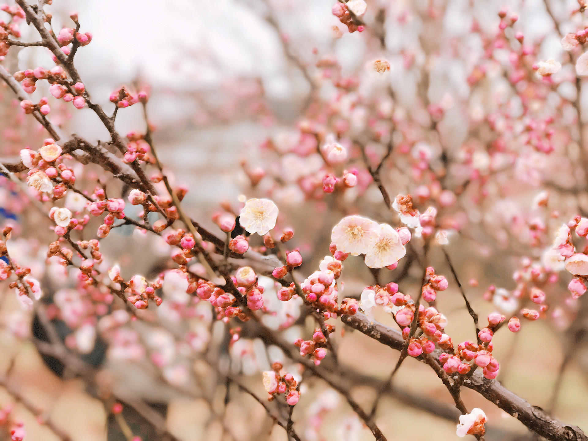 南京1533亩梅花山步入盛花期 花期持续至3月中旬