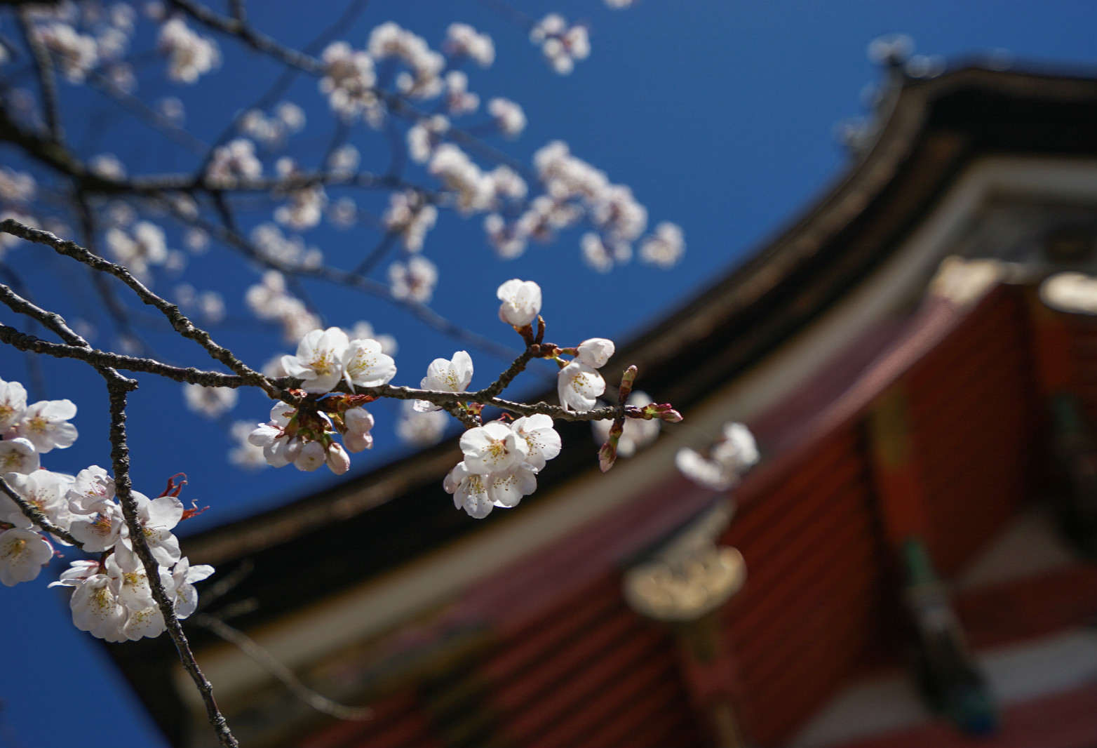 2019年日本对中国实施新一轮的签证政策 多次签要不要销签？