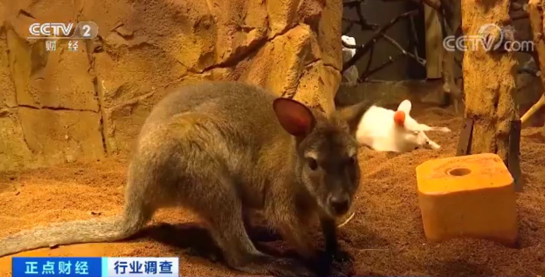 动物园开进商场 资本动辄携亿元入局 能否打开新风口？
