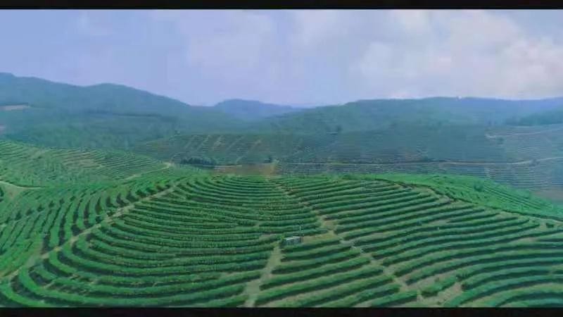 华侨城云南集团签约景洪“大渡岗茶园旅游小镇”项目