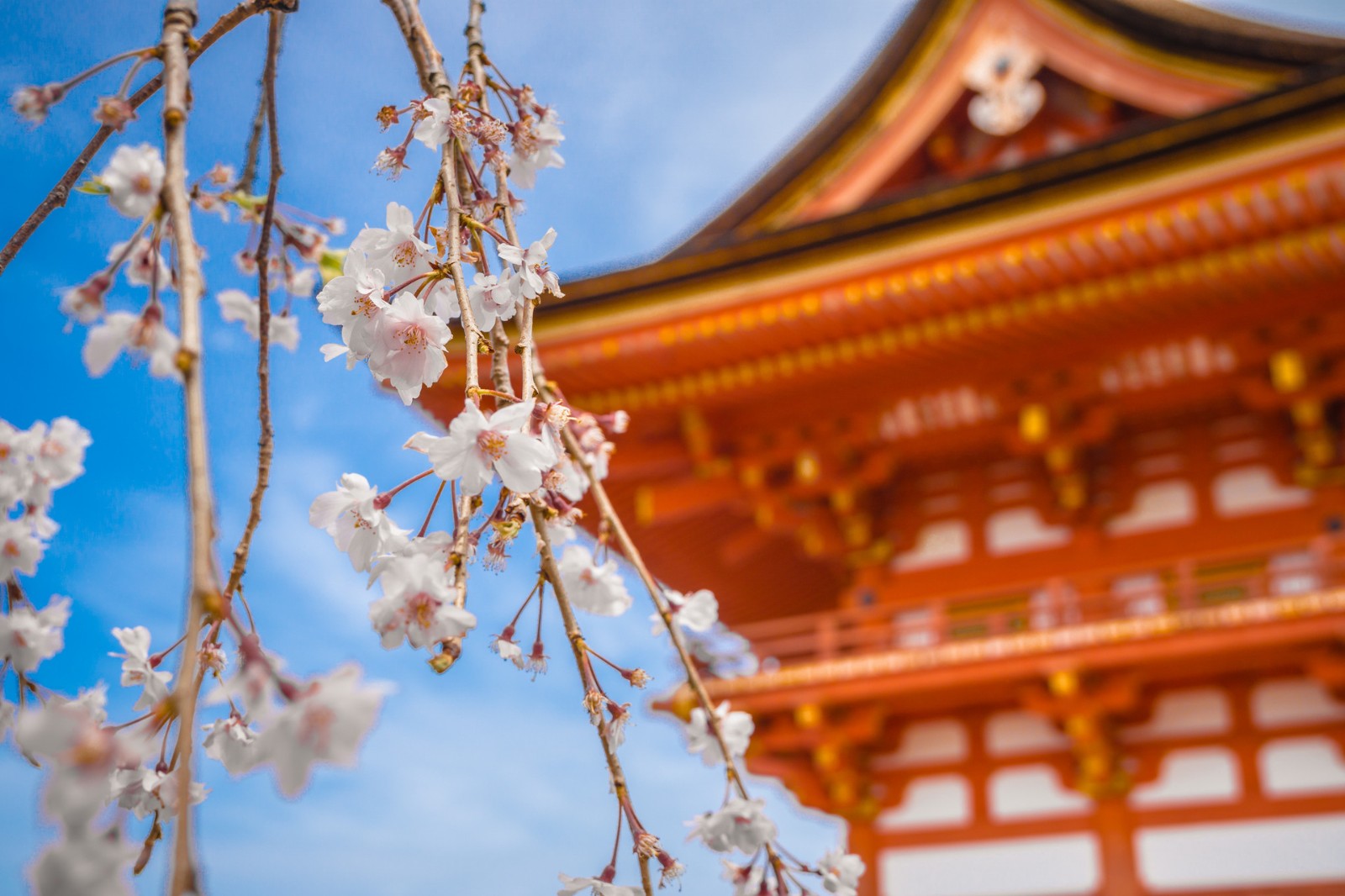 日本旅行社巨头JTB：今年日本国内游人数将达2.6亿人次 同比增97%
