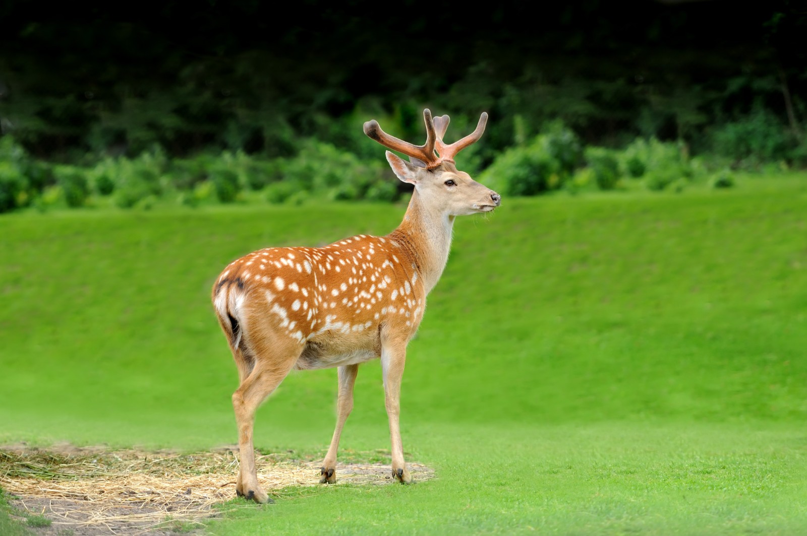 广东茂名森林公园将升级为广东华南野生动物园