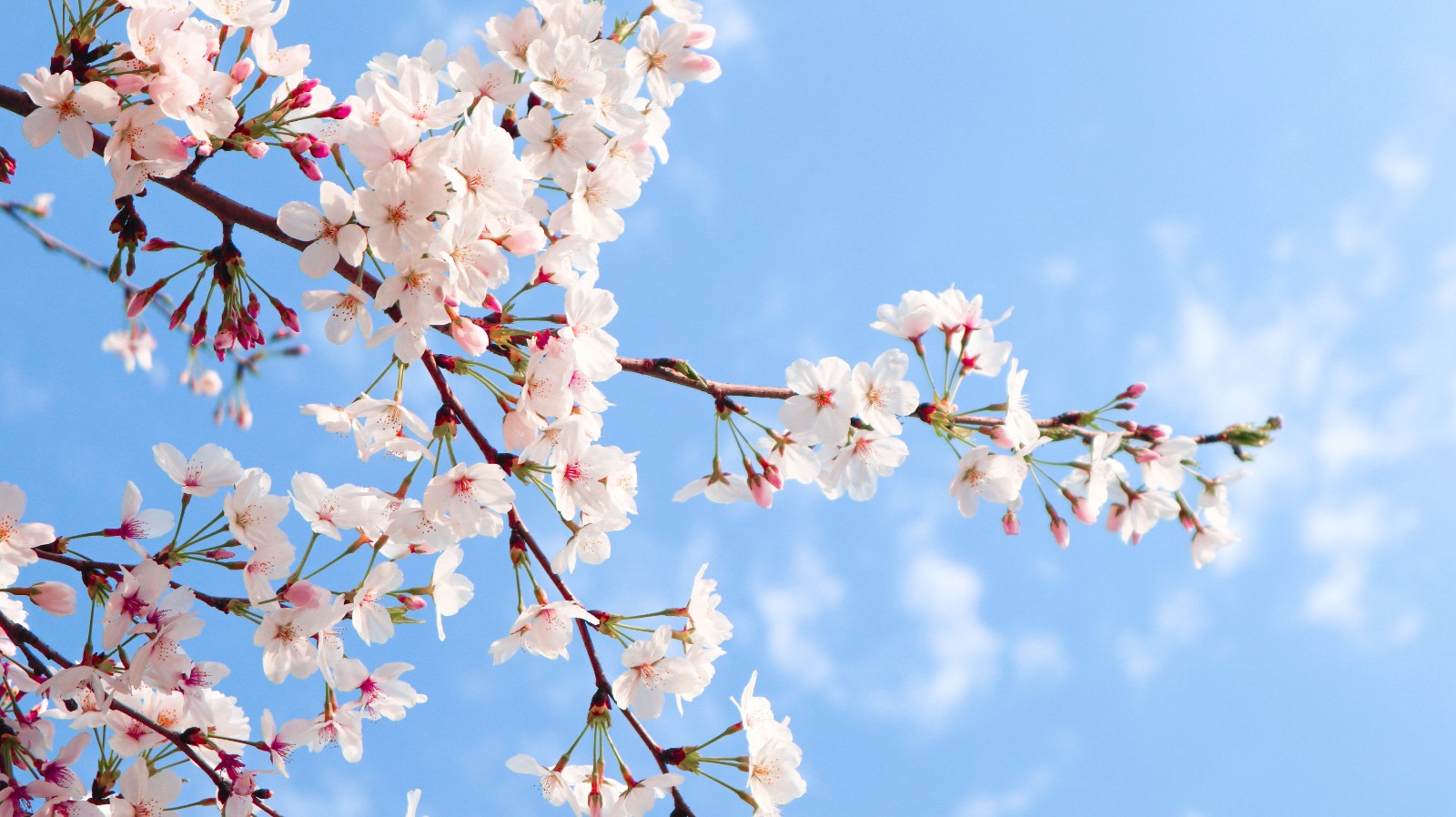 《中国赏花游发展报告（2026）》发布